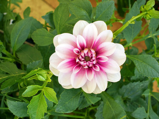 pink and violet dahlia flower