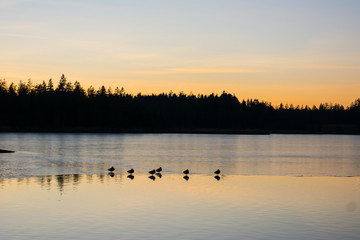 Naklejka premium Enten auf Eis im Abendlicht