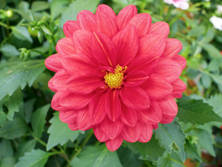 One red and yellow dahlia flower