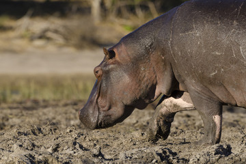 Common hippopotamus or hippo (Hippopotamus amphibius). Botswana