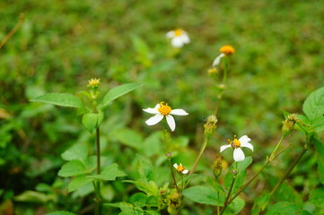 Spring, flowers in the garden