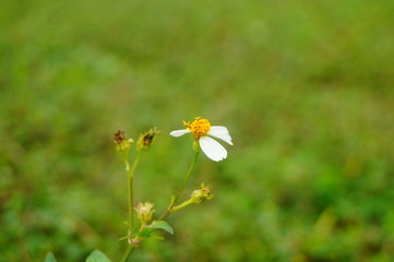 Spring, flowers in the garden