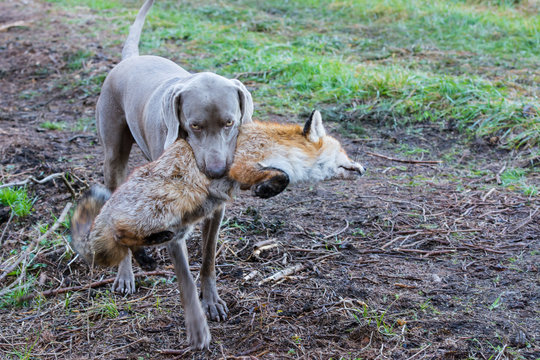 Vorstehhund apportiert Fuchs