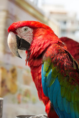 Macaw parrot with red and blue feathers