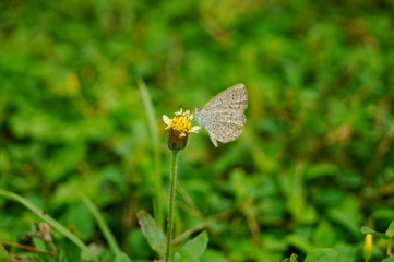 A little butterfly on the flowers