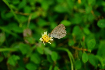A little butterfly on the flowers