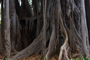 Ficus macrophylla big tree. Aerial roots, with column support. Bromeliaceae, Bromelia undergrowth plant