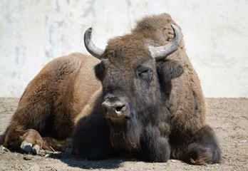 Closeup of a bison © benjaminec