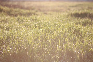 Fototapeta premium in spring grass at sunset