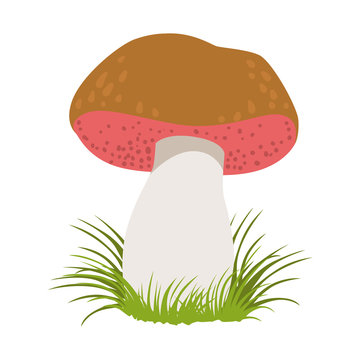 Tylopilus felleus, edible forest mushrooms. Colorful cartoon illustration