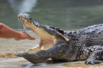 People are bringing in crocodile mouth.
