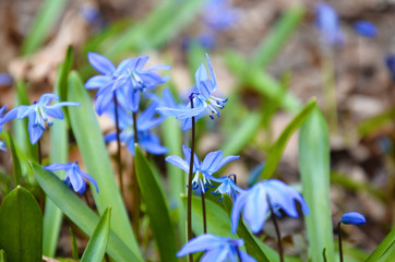 Blue blossoming scylla close-up in the forest