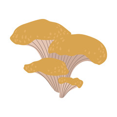 Chanterelle, edible forest mushrooms. Colorful cartoon illustration