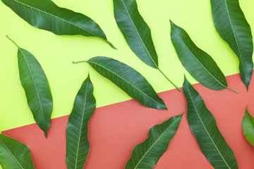 Mango leaves on colorful paper background,concept summer background and product design.