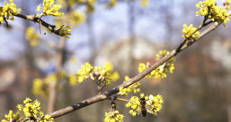 pussy-willow bud as a symbol of the beginning of spring