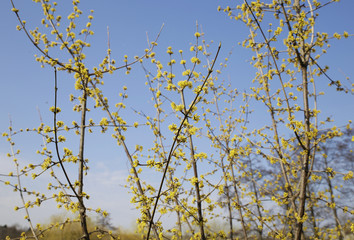 pussy-willow bud as a symbol of the beginning of spring