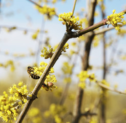 pussy-willow bud as a symbol of the beginning of spring