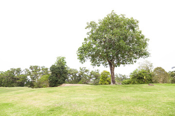 Fototapeta na wymiar tree in golf field isolated on white background.