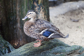duck on stone in the forest.