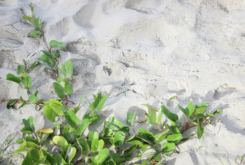 Leaves and sand background to make frame