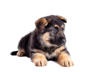 Puppy looking