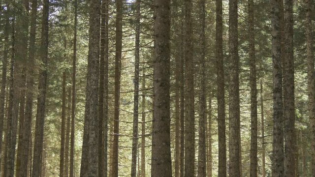 Pine forest in sun light