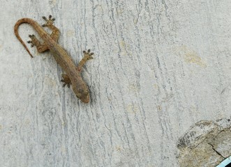 Detail brown little lizard on dirty cement wall