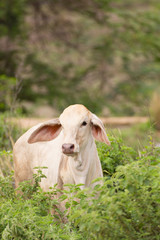 Young cow, Thai calf in field