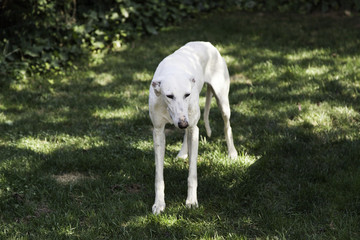 Greyhound white garden
