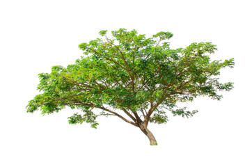 Obraz premium Isolated trees on white background , The collection of trees.