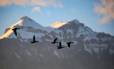 ducks on mountain