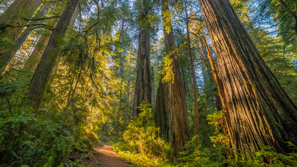 A path in the fairy green forest. The sun's rays fall through the branches. Redwood national and...