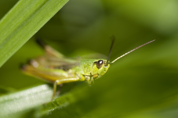 Heuschrecke