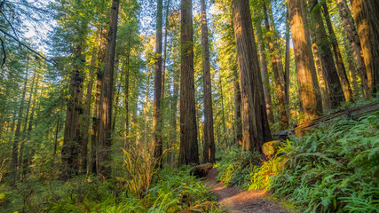 Naklejka premium A path in the fairy green forest. The sun's rays fall through the branches. Redwood national and state parks. California, USA