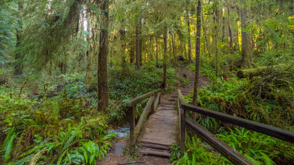 A path in the fairy green forest. The sun's rays fall through the branches. Redwood national and state parks. California, USA
