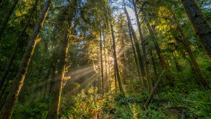 Fairy green forest. Large trees were overgrown with moss. The sun's rays fall through the leaves. Redwood national and state parks. California, USA