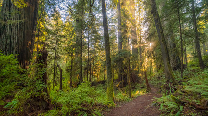 Fototapeta na wymiar A path in the fairy green forest. The sun's rays fall through the branches. Redwood national and state parks. California, USA
