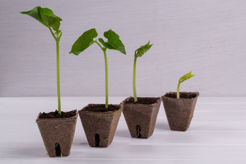 Pots with seedlings stand in a line  on white wooden background