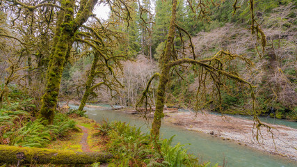Fast flowing river on the background of the Redwood Forest. Moss covered branches of trees. Scenic landscape of dark blue rough river. Redwood national and state parks. California, USA