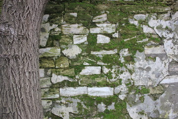 old wall made of natural stone covered with moss