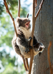 koala © Oleksandr