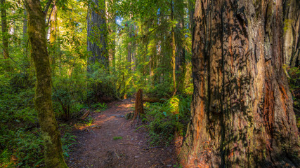 Fototapeta premium A path in the fairy green forest. The sun's rays fall through the branches. Redwood national and state parks. California, USA