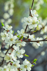 white flowers spring colors the apricots on a Sunny day middle distance