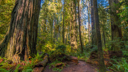 A path in the fairy green forest. The sun's rays fall through the branches. Redwood national and state parks. California, USA