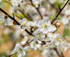 white flowers spring colors the apricots on a Sunny day middle distance