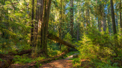 A path in the fairy green forest. The sun's rays fall through the branches. Redwood national and state parks. California, USA