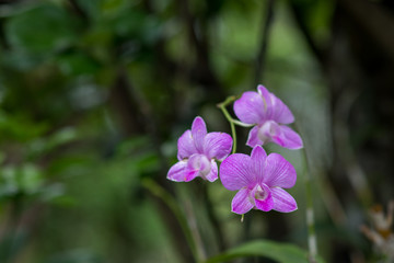 Naklejka premium color full flower