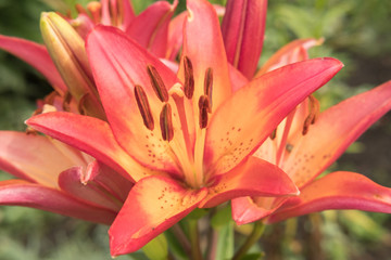 Multicolored garden beautiful large lilies on the flowerbed in summer