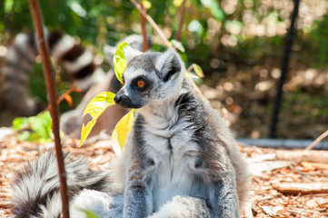 lemur