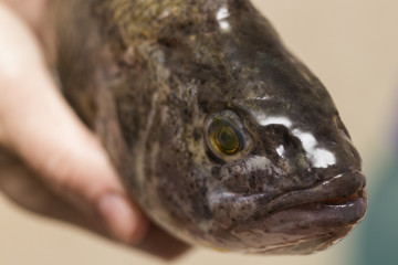 Fish head in ice, fish market closeup photo